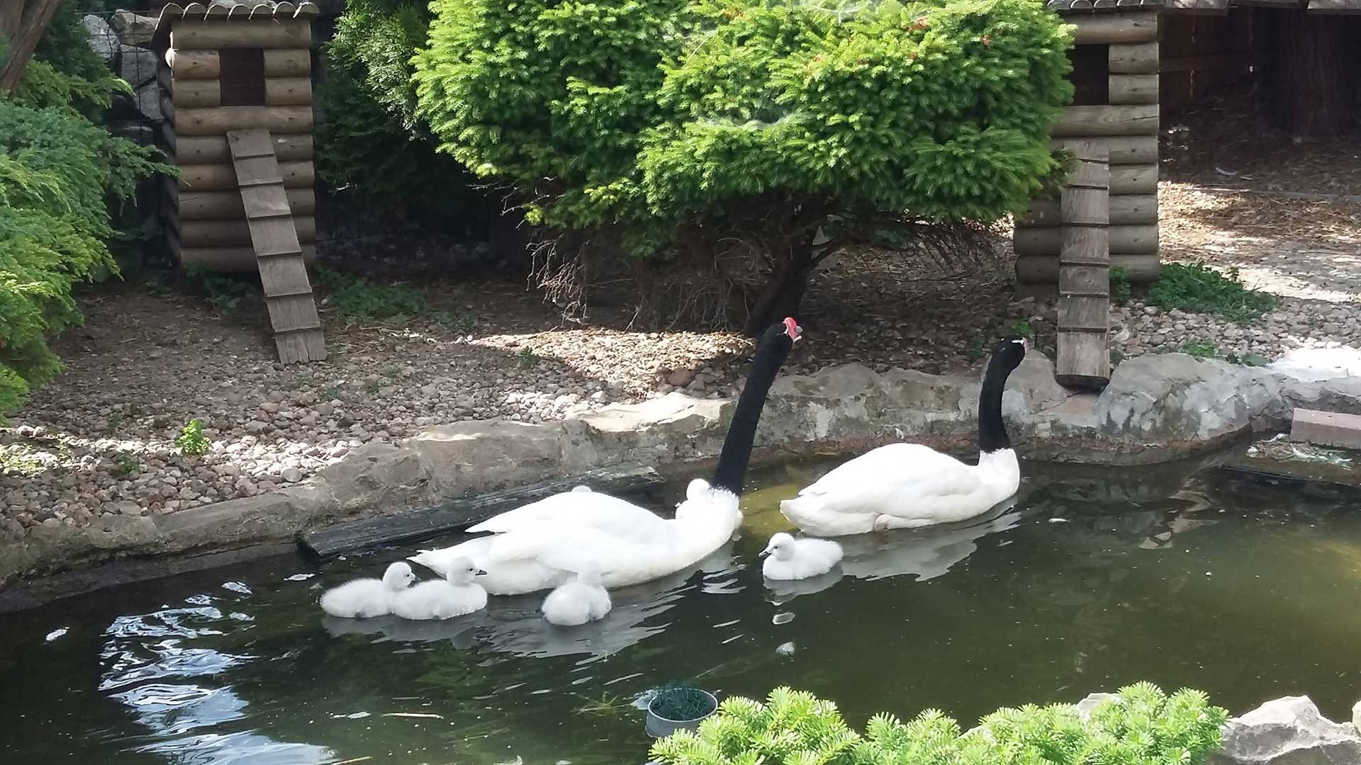 Łabędzie w stawie ogrodowym