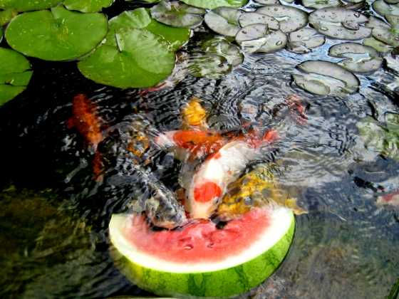 Oczko wodne z rybami koi